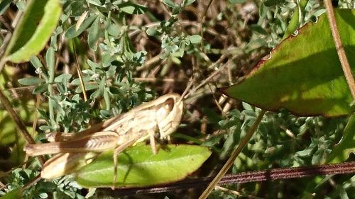 Close-up of insect on plant