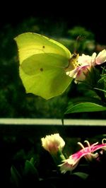 Close-up of yellow flowering plant