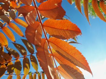 Low angle view of autumnal leaves against sky