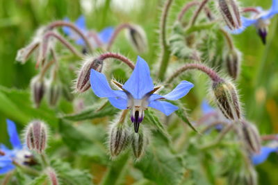 Close-up of purple flowering plant