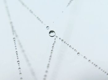 Close-up of water drops on white background