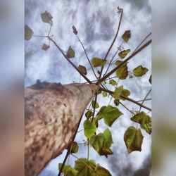 Close-up of plant against sky