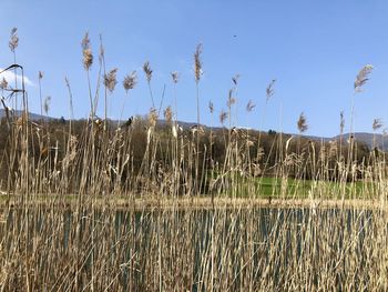 Scenic view of lake against clear sky