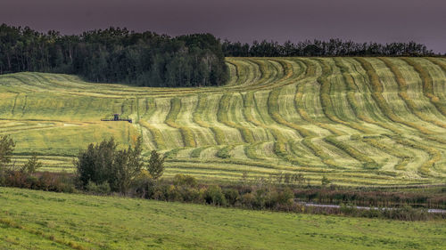 Scenic view of rice field against sky