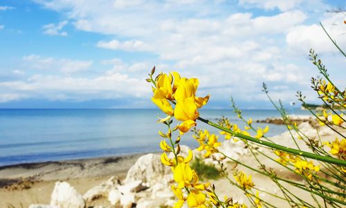 Close-up of yellow flowering plant by sea against sky