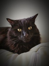 Close-up portrait of black cat at home