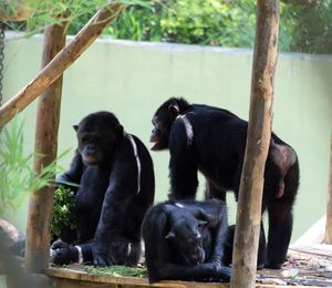 Monkey sitting on tree