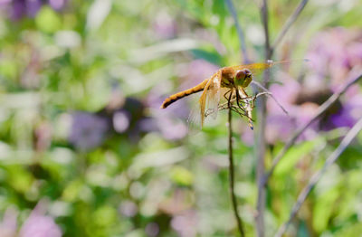 Close-up of insect on plant