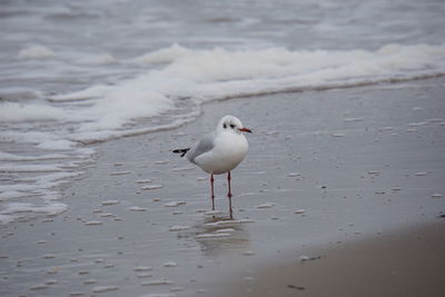 Seagull on beach