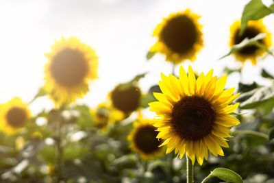 Close-up of yellow flowering plant against sky