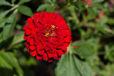 Close-up of red flowers