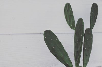 Close-up of fresh green plant