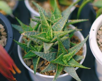 High angle view of succulent plant in pot