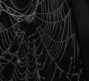 Close-up of spider web