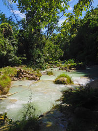 Scenic view of river in forest against sky