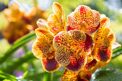 Close-up of yellow flowering plant