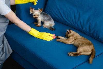 Woman in a apron and gloves cleans a sofa from dog hair. cleaning of the apartment. life with pets.