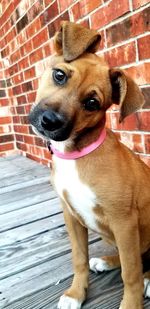 Close-up portrait of a dog looking away