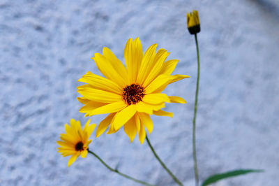 Close-up of yellow cosmos flower