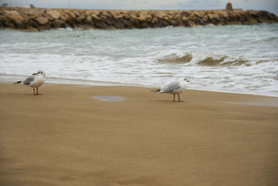 Seagulls perching on beach