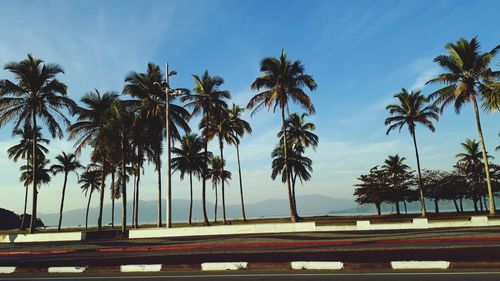 Palm trees by sea against sky