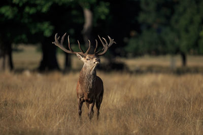 Deer standing on field