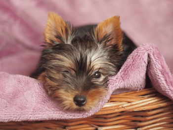Portrait of dog lying down