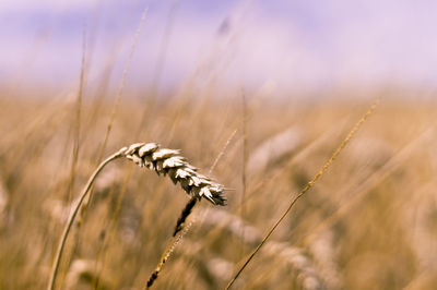 Close-up of plant on field