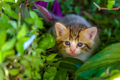 Portrait of kitten on plant
