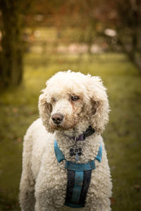 Close-up of portrait of dog