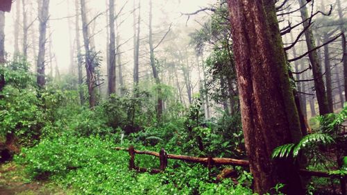 Scenic view of forest