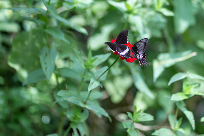Butterfly on flower