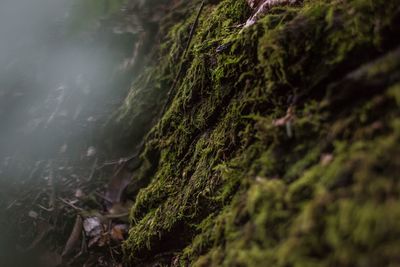 Close-up of moss on tree trunk