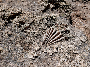 High angle view of seashells on the field