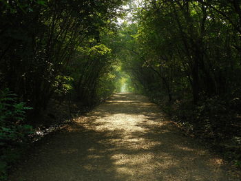 Footpath amidst trees in forest