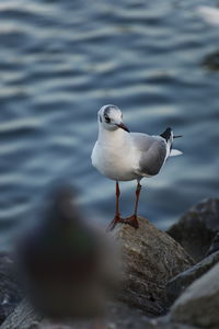 Seagull perching on rock