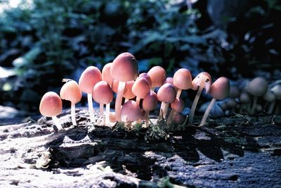 Close-up of mushrooms growing on field