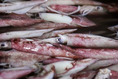 Close-up of fish for sale in market