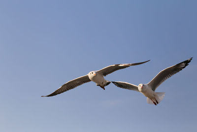 Low angle view of seagull flying