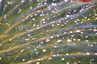 Full frame shot of raindrops on leaves