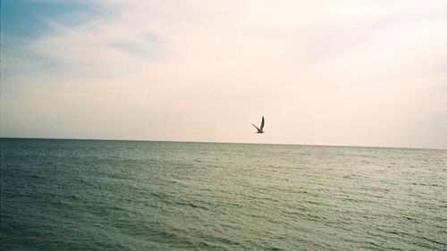 Bird flying over sea against sky