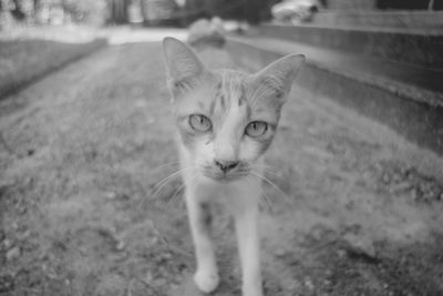 Close-up portrait of cat