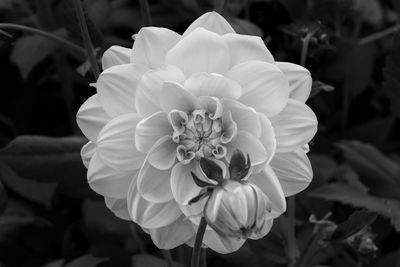 Close-up of white rose flower