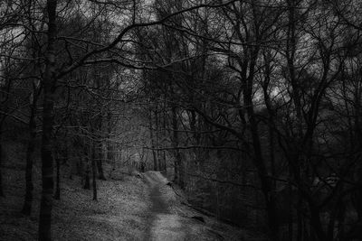 Bare trees in forest