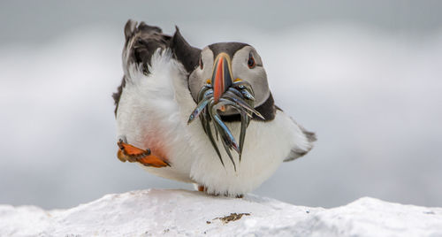 Close-up of bird perching on snow against sky