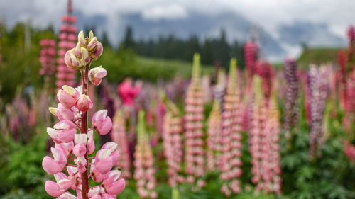 Close-up of pink flowering plant in field