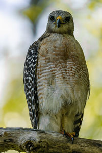 Red shouldered hawk