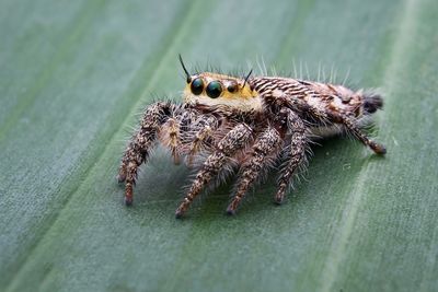 Close-up of spider