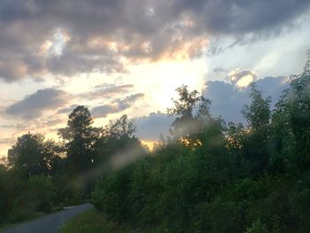 Trees against sky during sunset