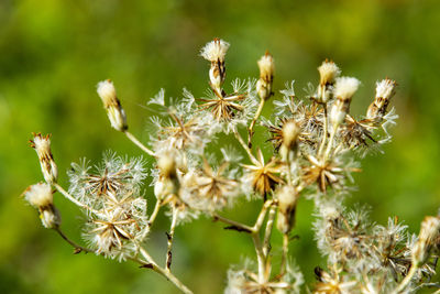 Close-up of wilted plant